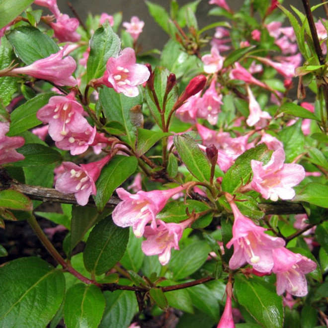 Weigela Krzewuszka Styriaca