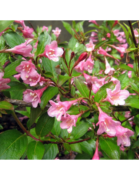 Weigela Krzewuszka Styriaca