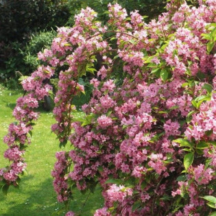 Weigela Krzewuszka Styriaca 2