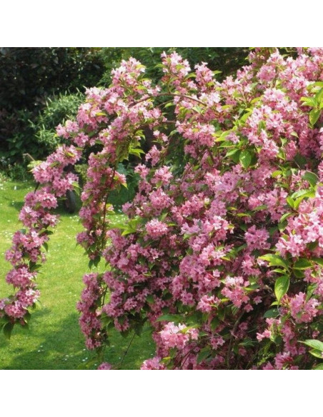 Styriaca Krzewuszka Weigela