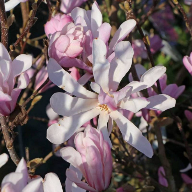 Magnolia stellata Magnolia gwiaździsta Rosea