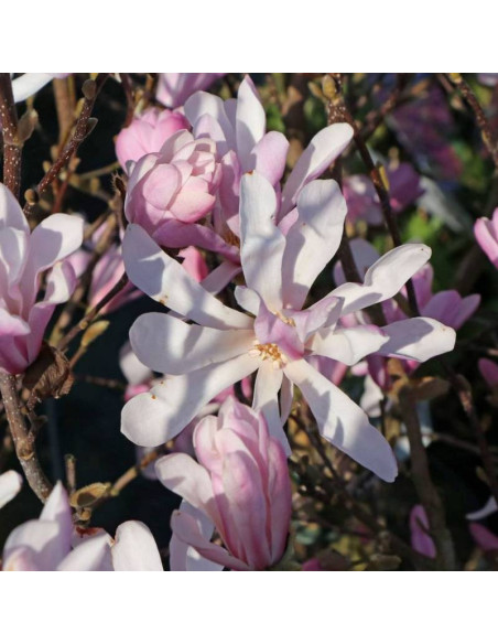 Magnolia stellata Magnolia gwiaździsta Rosea