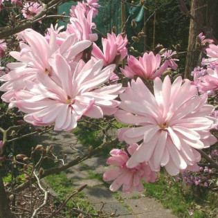 Magnolia stellata Magnolia gwiaździsta Rosea 2
