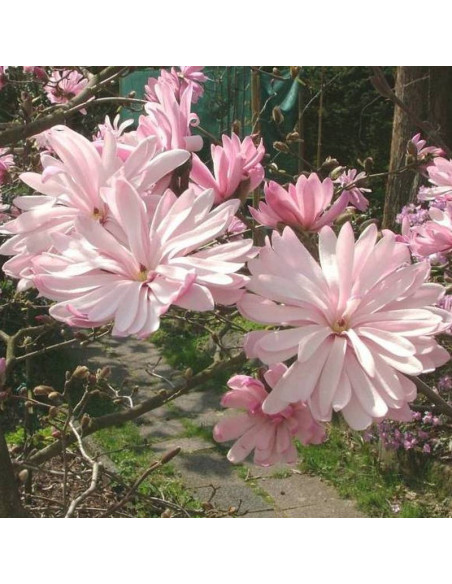 Magnolia gwiaździsta Rosea Magnolia stellata