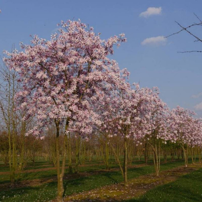 Rosea Magnolia stellata Magnolia gwiaździsta