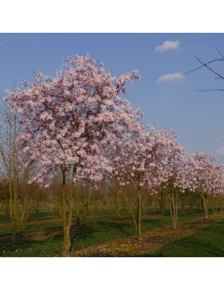 Rosea Magnolia stellata Magnolia gwiaździsta