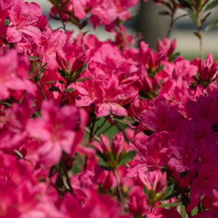 Azalia japońska George Arends Rhododendron obtusum