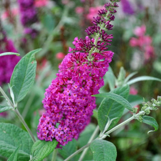 Budleja Davida Buzz Violet Buddleja davidii