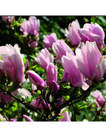 Magnolia George Henry Kern