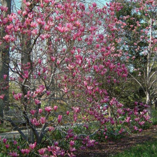 Magnolia George Henry Kern 2