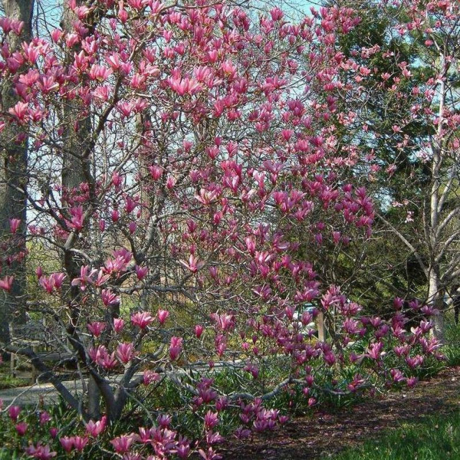George Henry Kern Magnolia