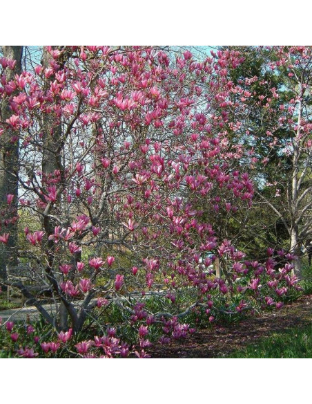George Henry Kern Magnolia