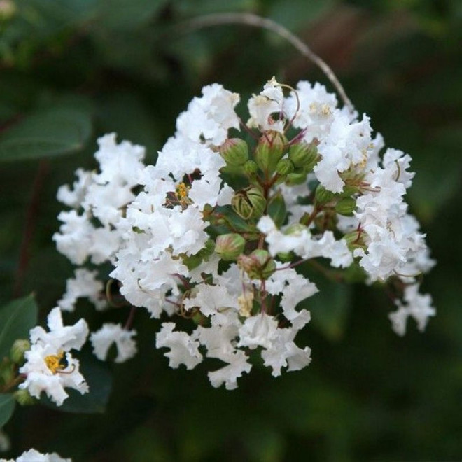 Lagerstroemia indyjska Lagerstroemia indica biała White