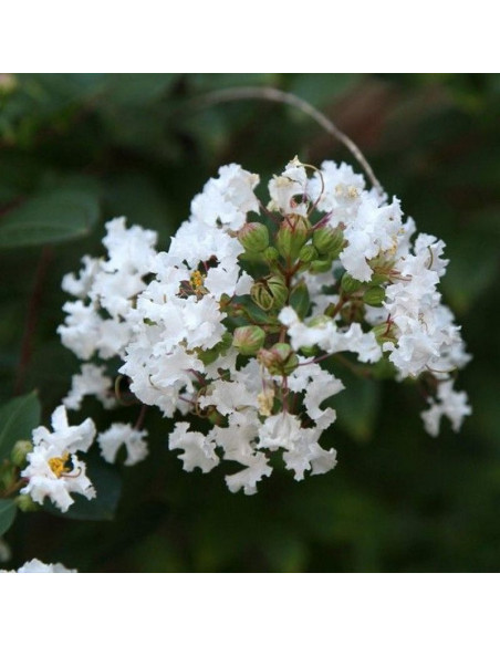 Lagerstroemia indyjska Lagerstroemia indica biała White