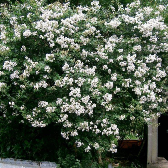 Lagerstroemia indica Lagerstroemia indyjska biała White