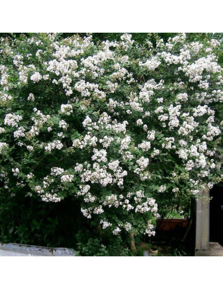 Lagerstroemia indica Lagerstroemia indyjska biała White