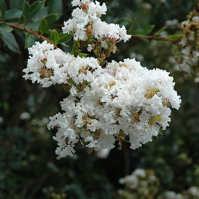 biała White Lagerstroemia indica Lagerstroemia indyjska