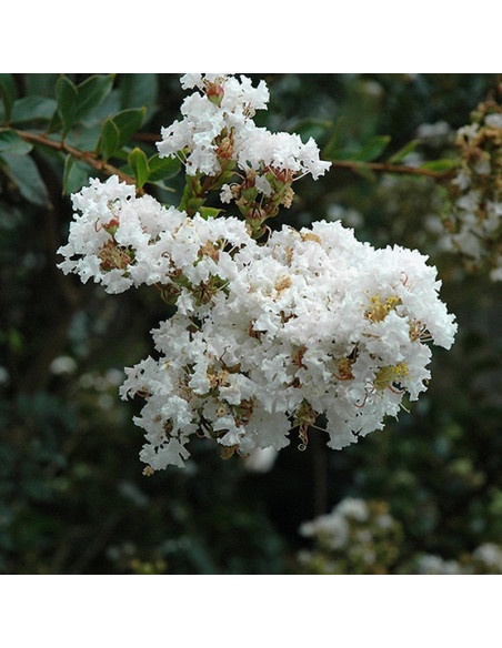 biała White Lagerstroemia indica Lagerstroemia indyjska