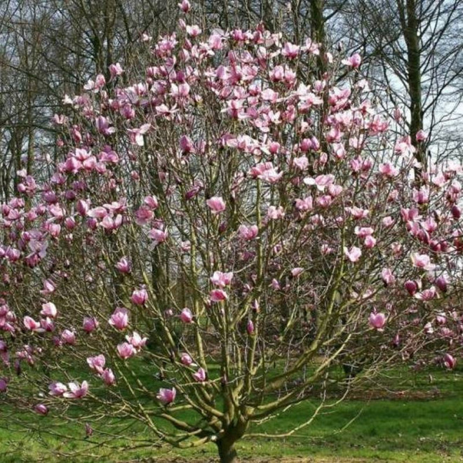 Magnolia Galaxy