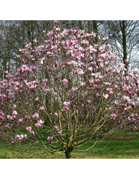Magnolia Galaxy