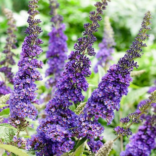 Budleja Davida Empire Blue Buddleja davidii