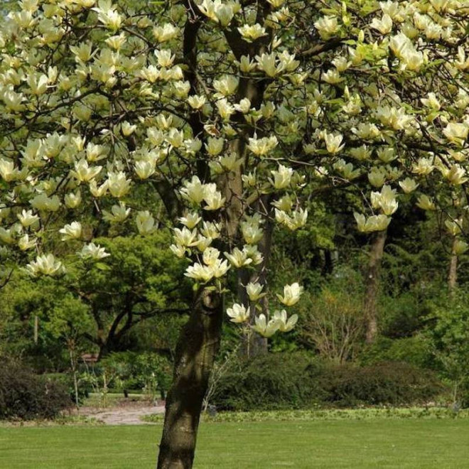 Magnolia Elizabeth Magnolia