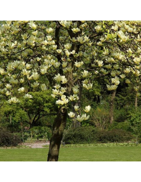 Magnolia Elizabeth Magnolia