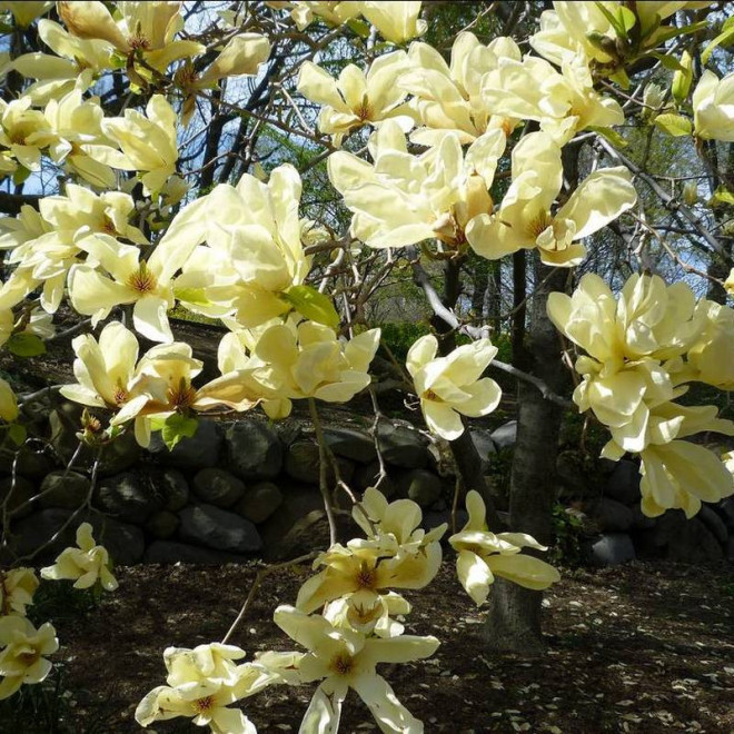Magnolia Elizabeth Magnolia