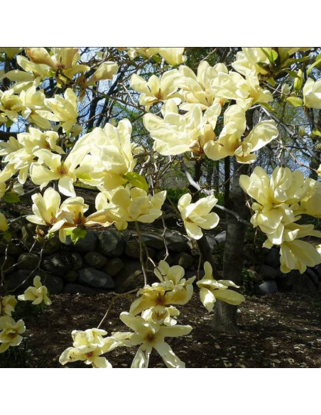 Magnolia Elizabeth Magnolia