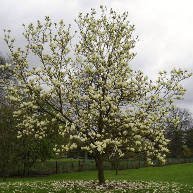 Magnolia Elizabeth Magnolia