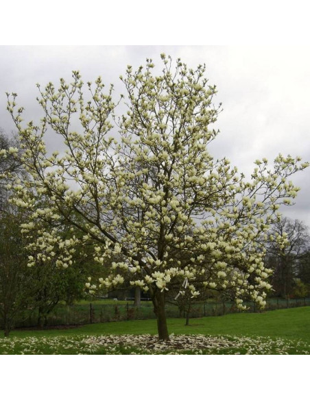 Magnolia Elizabeth Magnolia