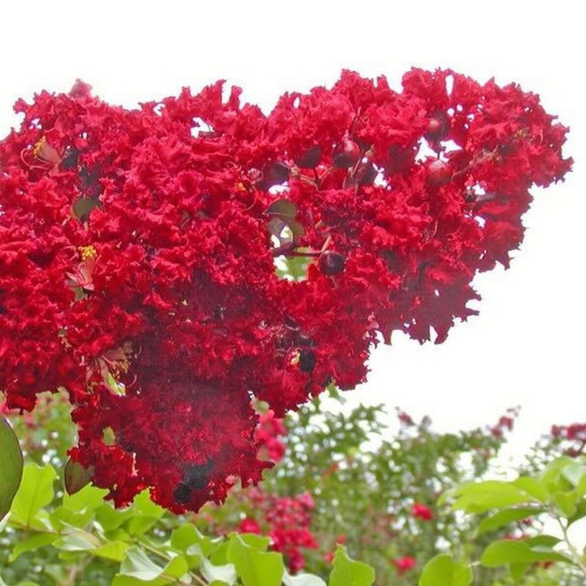 Lagerstroemia indyjska czerwona Red Imperator Lagerstroemia indica