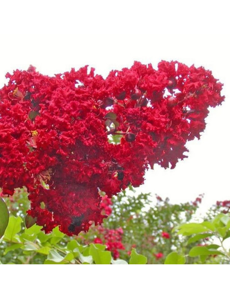 Lagerstroemia indyjska czerwona Red Imperator Lagerstroemia indica