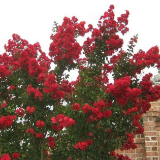 Lagerstroemia indica Lagerstroemia indyjska czerwona Red Imperator 2