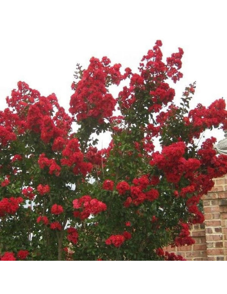 Red Imperator Lagerstroemia indyjska czerwona Lagerstroemia indica