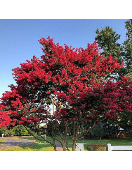 Lagerstroemia indica Lagerstroemia indyjska czerwona Red Imperator
