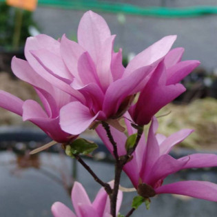 Magnolia Betty