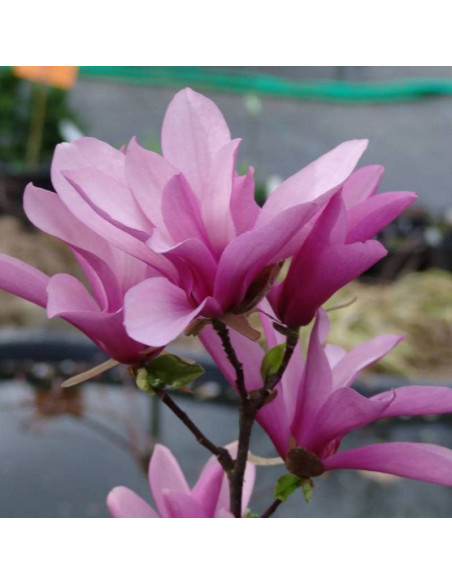 Magnolia Betty