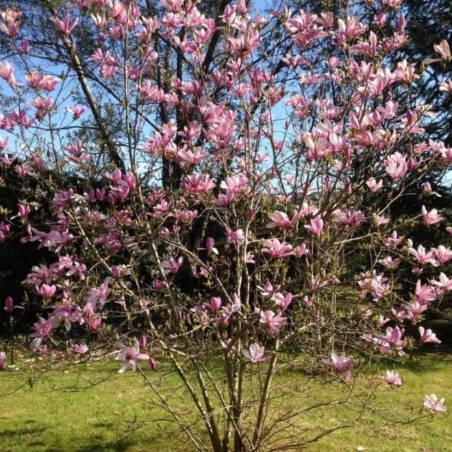 Magnolia Betty