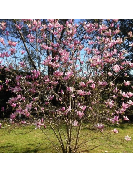 Magnolia Betty