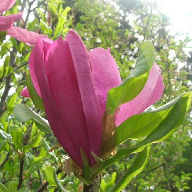 Magnolia Betty