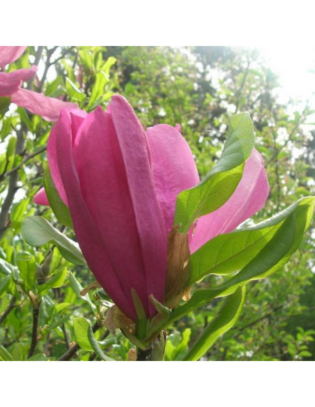 Magnolia Betty