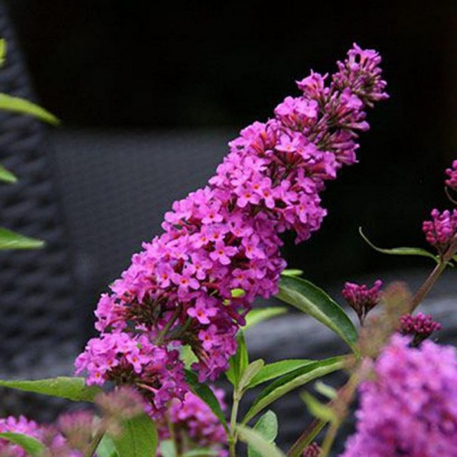 Budleja Davida Free Petite PBR Tutti Frutti Buddleja davidii