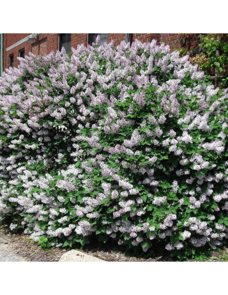 Lilak rozpierzchły Miss Kim Syringa patula