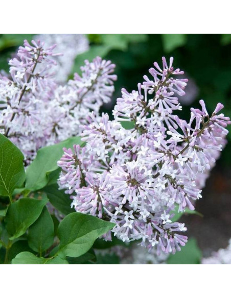 Syringa patula Lilak rozpierzchły Miss Kim