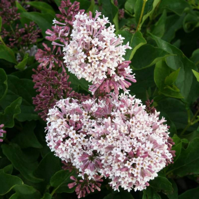 Miss Kim Syringa patula Lilak rozpierzchły