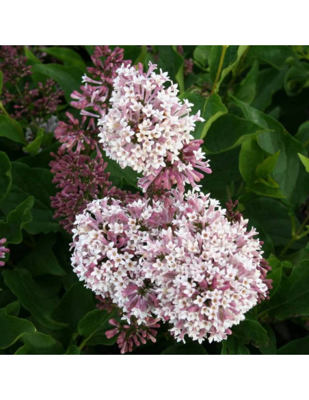 Miss Kim Syringa patula Lilak rozpierzchły