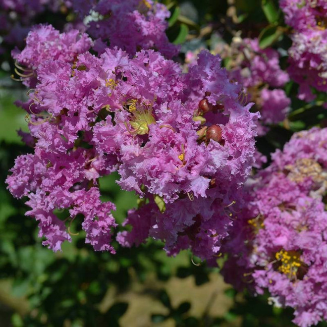 Lagerstroemia indica Lagerstroemia indyjska fioletowa