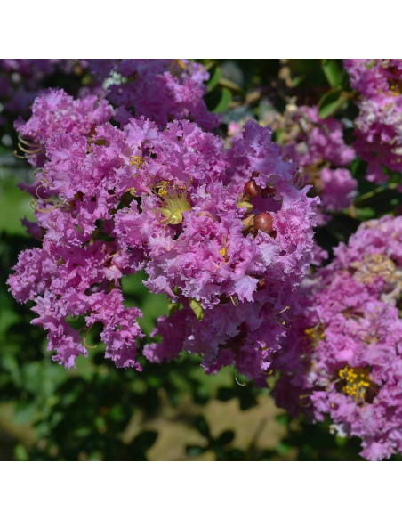 Lagerstroemia indica Lagerstroemia indyjska fioletowa