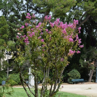 Lagerstroemia indica Lagerstroemia indyjska fioletowa 2